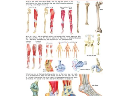 The Hips, Legs & Feet - Chart on Sale