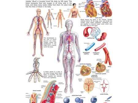 The Circulatory System - Chart Hot on Sale